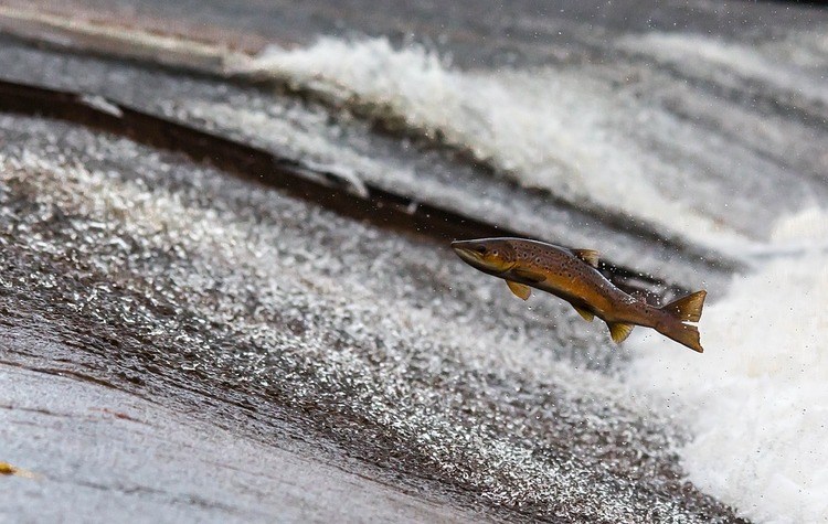salmon-omega3
